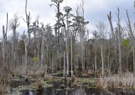 the ghost forest phenomenon
