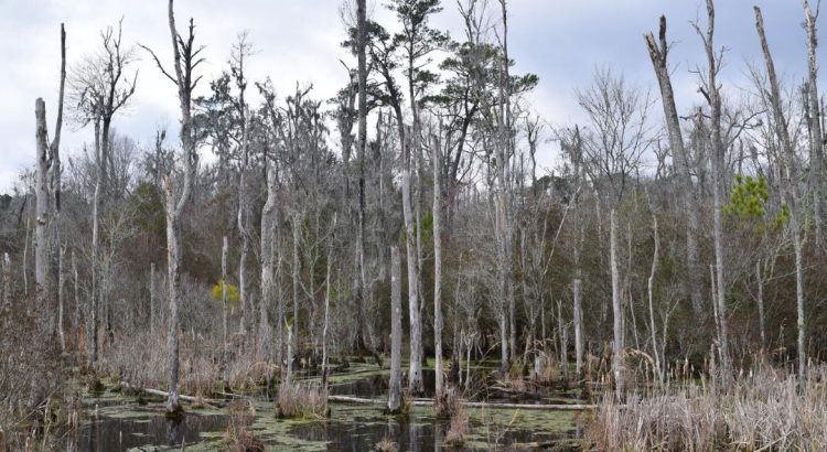 the ghost forest phenomenon