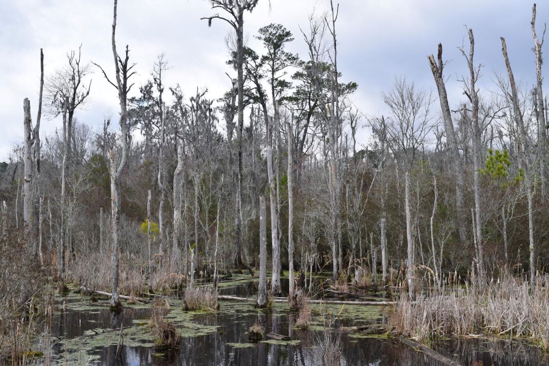 the ghost forest phenomenon
