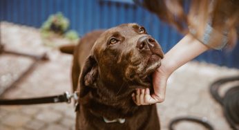 Indonesia Among Countries Still Consuming Dog Meat