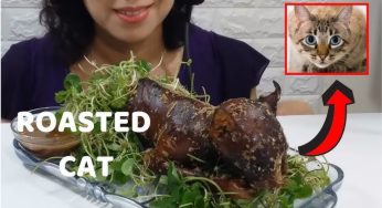 List of Countries That Still Consume Cat Meat in the Modern Era