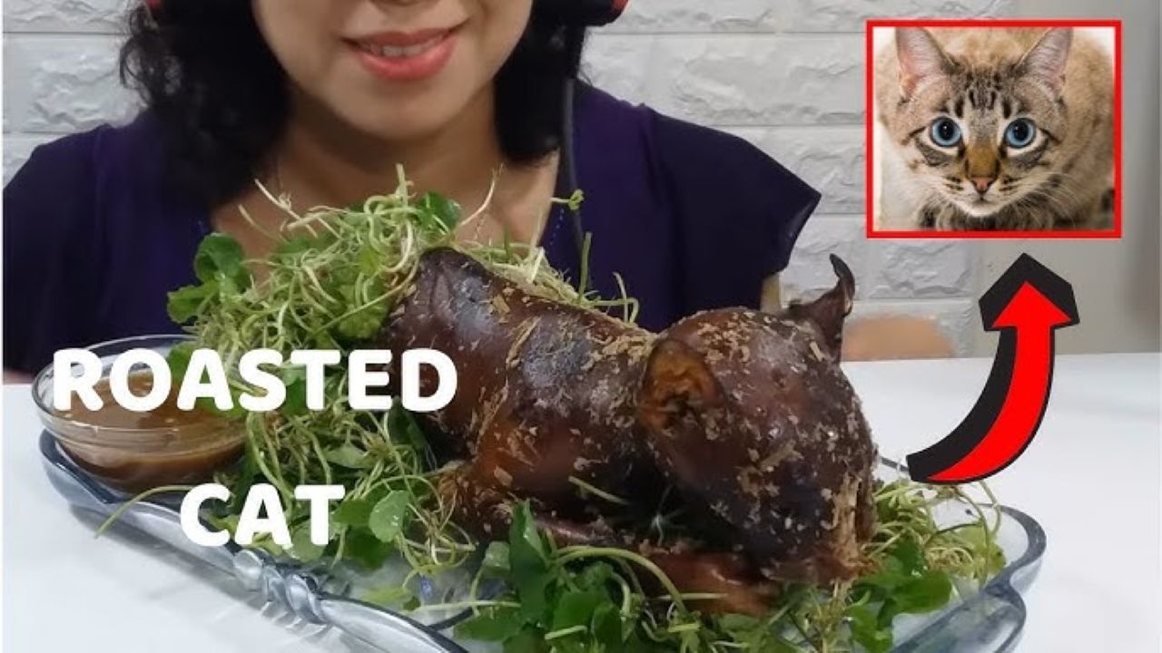 cat meat
